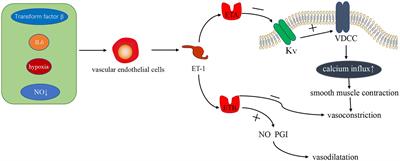 Pathogenesis of pulmonary hypertension caused by left heart disease